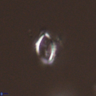 Hornibrookina australis 56773