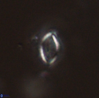 Hornibrookina australis 56780