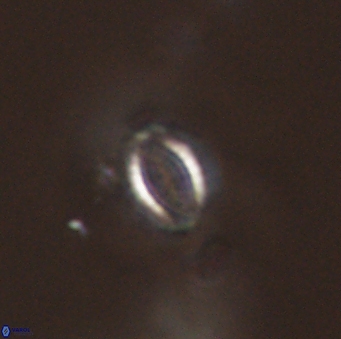 Hornibrookina australis 56783