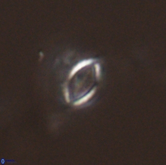Hornibrookina australis 56784