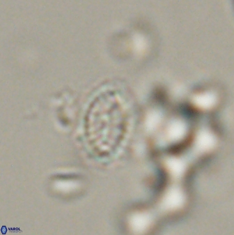 Hornibrookina australis 56786