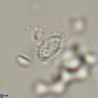 Hornibrookina australis 56787