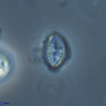 Hornibrookina australis 56791