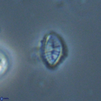 Hornibrookina australis 56792