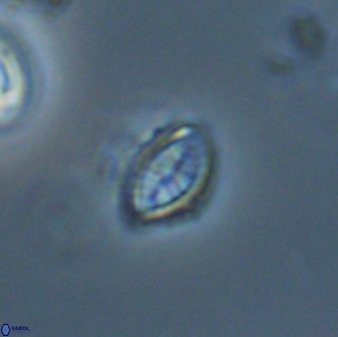 Hornibrookina australis 56793