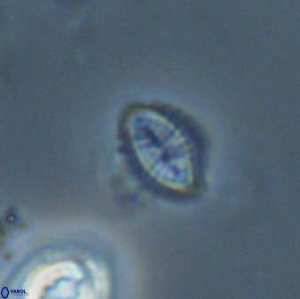 Hornibrookina australis 56794