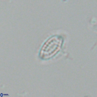 Hornibrookina australis 25382