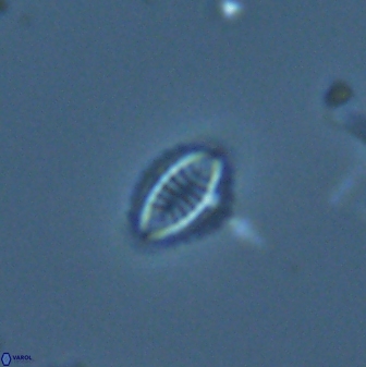 Hornibrookina australis 25383