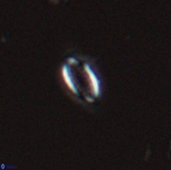 Hornibrookina australis 25391