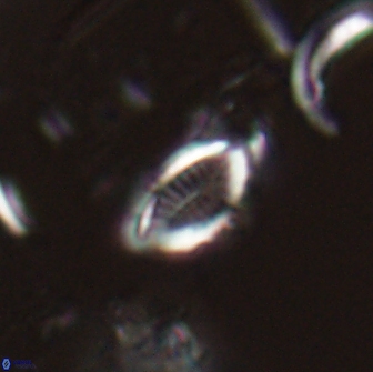 Hornibrookina australis 19947