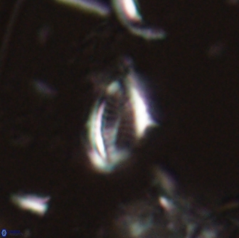 Hornibrookina australis 19950
