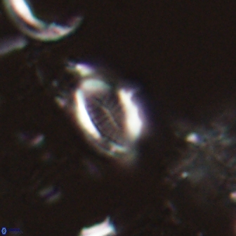 Hornibrookina australis 19951