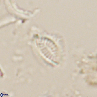 Hornibrookina australis 19953