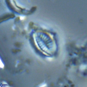 Hornibrookina australis 19954