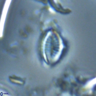 Hornibrookina australis 19955