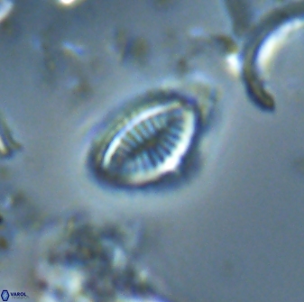Hornibrookina australis 19956