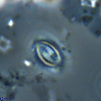Hornibrookina australis 19915