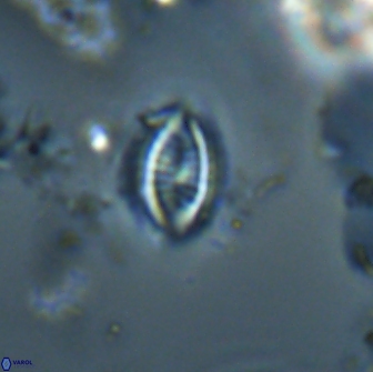 Hornibrookina australis 19916