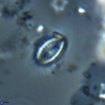 Hornibrookina australis 19917
