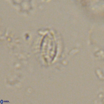 Hornibrookina australis 19918
