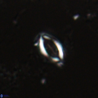 Hornibrookina australis 19919