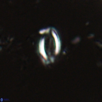 Hornibrookina australis 19922