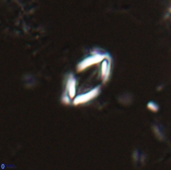 Hornibrookina australis 19923