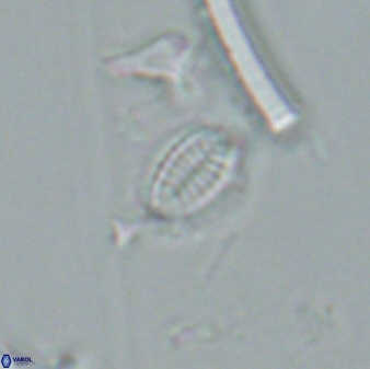 Hornibrookina australis 24884