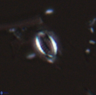 Hornibrookina australis 24890