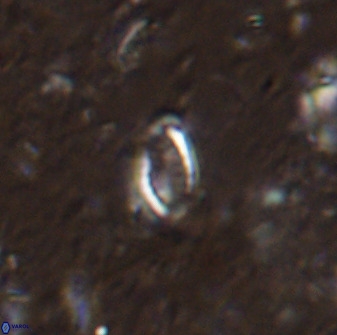 Hornibrookina australis arca 49187