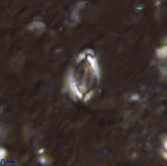 Hornibrookina australis arca 49195