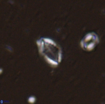 Hornibrookina australis arca 49377