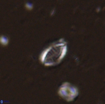 Hornibrookina australis arca 49372