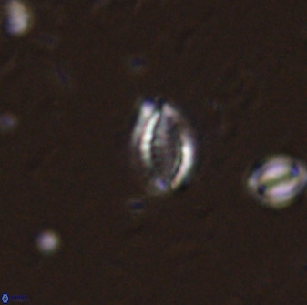Hornibrookina australis arca 49373