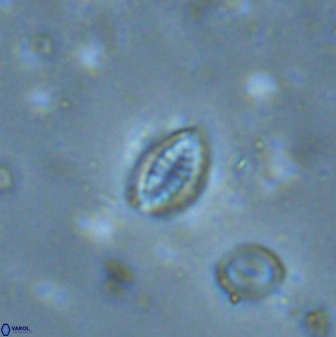 Hornibrookina australis arca 49380