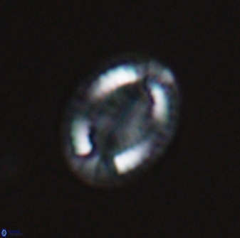 Hornibrookina teuriensis 24915