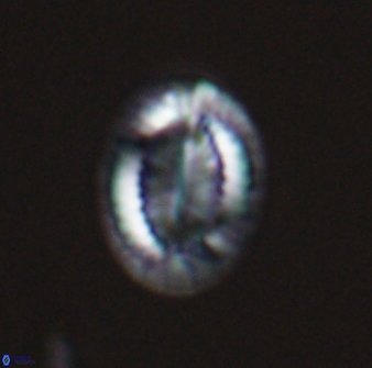 Hornibrookina teuriensis 24922