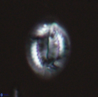 Hornibrookina teuriensis 24923