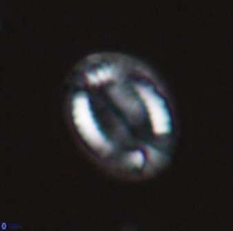 Hornibrookina teuriensis 24926