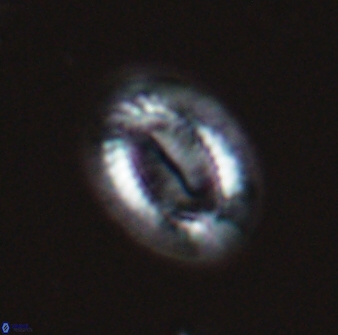 Hornibrookina teuriensis 24927