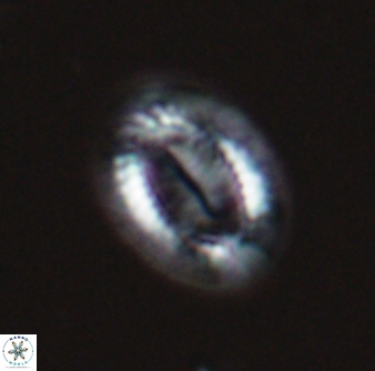 Hornibrookina teuriensis 24927