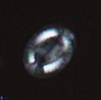Hornibrookina teuriensis 24935