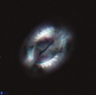 Hornibrookina teuriensis 24936
