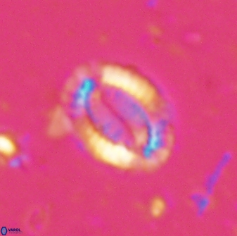 Hornibrookina teuriensis 28832
