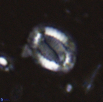 Hornibrookina teuriensis 28833