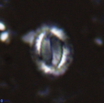 Hornibrookina teuriensis 28834