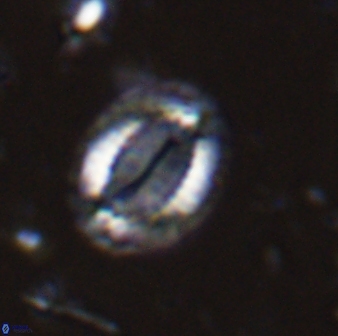 Hornibrookina teuriensis 28837