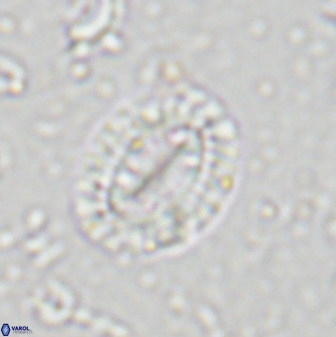 Hornibrookina teuriensis 28838