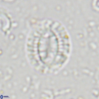 Hornibrookina teuriensis 28839