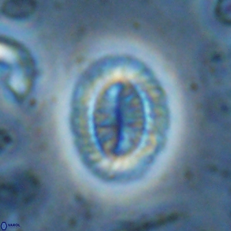 Hornibrookina teuriensis 28840